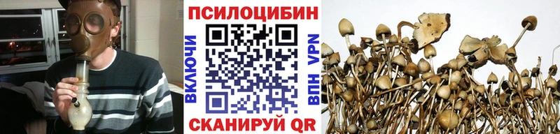 купить наркотики сайты  hydra как войти  Галлюциногенные грибы Psilocybe  Чекалин 
